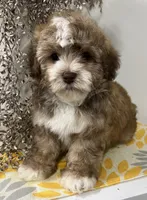 Pablo, a male Havapoo for sale in Wauseon, OH – Photo 4 of 4