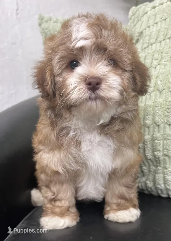 Pablo – Havapoo puppy for sale in Wauseon, OH