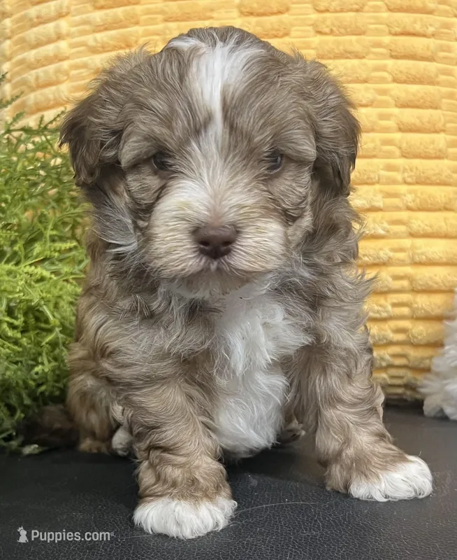 Pablo – Havapoo puppy for sale in Wauseon, OH
