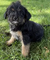 Muffin, a female Yorkipoo for sale in Wauseon, OH – 4 of 4