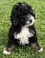 Shadow—micro, a male Miniature Bernedoodle for sale in Wauseon, OH – 2 of 6
