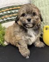Scooby, a male Shihpoo for sale in Wauseon, OH – 3 of 3