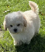 Cheddar, a male Shihpoo for sale in Wauseon, OH – 3 of 5