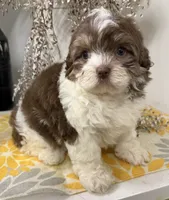 Simon, a male Shihpoo for sale in Wauseon, OH – 3 of 4