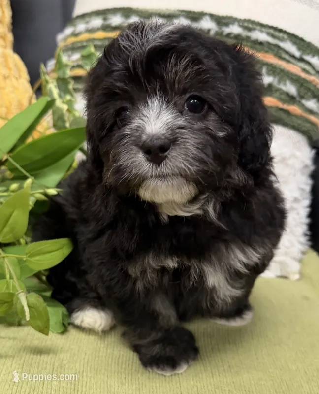Sassy – Shihpoo puppy for sale in Wauseon, OH