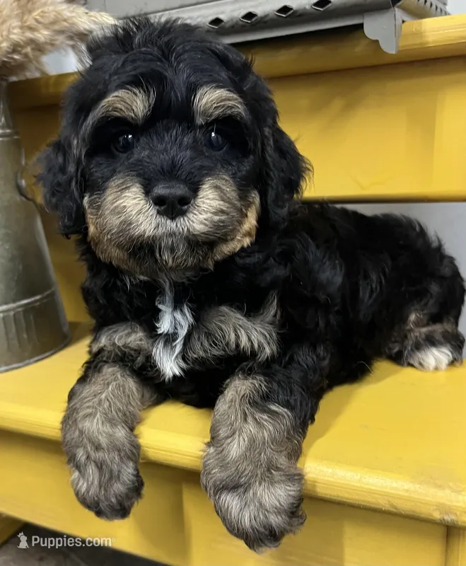 Dozer, a male Cavapoo for sale in Wauseon, OH – Photo 1 of 1