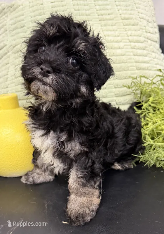 Cosmo – Maltipoo puppy for sale in Wauseon, OH