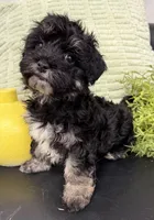 Cosmo, a male Maltipoo for sale in Wauseon, OH – 1 of 3