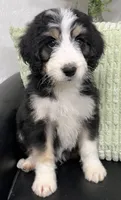 Harry, a male Bernedoodle for sale in Wauseon, OH – 4 of 5