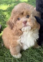 Meatball, a male Shihpoo for sale in Wauseon, OH – 4 of 4