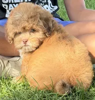 Meatball, a male Shihpoo for sale in Wauseon, OH – 2 of 4