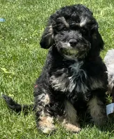 Dexter, a male Cavapoo for sale in Wauseon, OH – 5 of 5