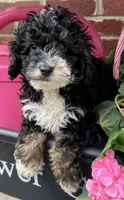 Shadow—micro, a male Miniature Bernedoodle for sale in Wauseon, OH – 3 of 6