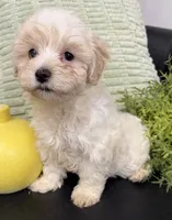 Casper, a male Maltipoo for sale in Wauseon, OH – 2 of 3