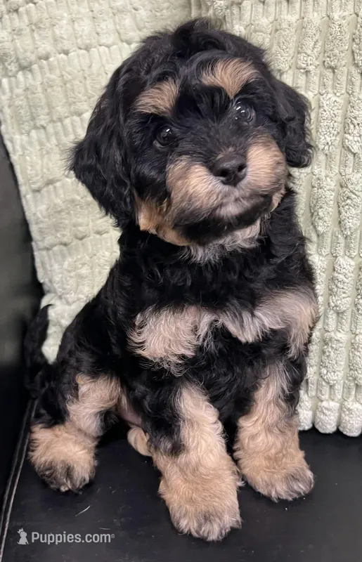 Duncan – Cavapoo puppy for sale in Wauseon, OH