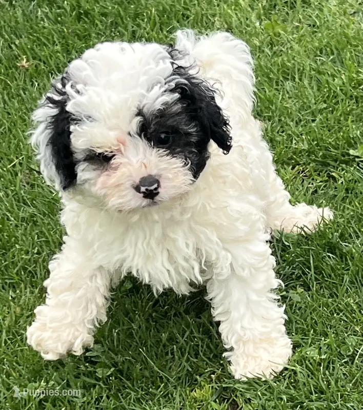 Oreo—micro – Miniature Bernedoodle puppy for sale in Wauseon, OH