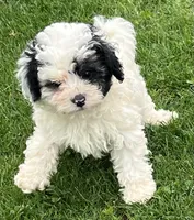 Oreo—micro, a male Miniature Bernedoodle for sale in Wauseon, OH – 1 of 6