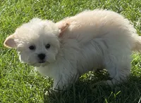 Cheddar, a male Shihpoo for sale in Wauseon, OH – 2 of 5