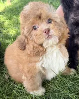Meatball, a male Shihpoo for sale in Wauseon, OH – 3 of 4