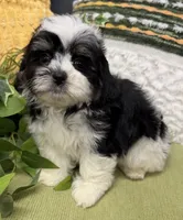 Snoopy, a male Shihpoo for sale in Wauseon, OH – 3 of 3