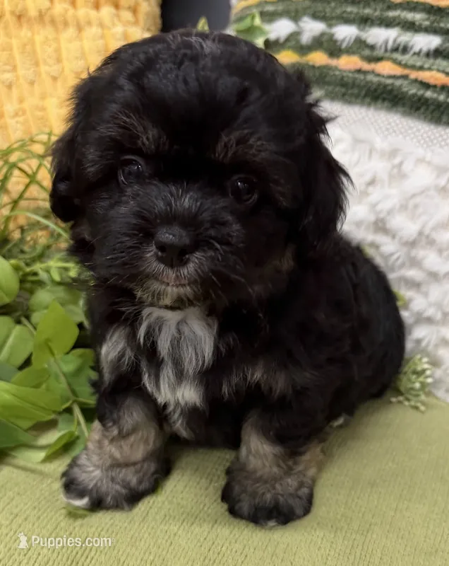 Stitch – Shihpoo puppy for sale in Wauseon, OH