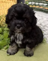 Stitch, a male Shihpoo for sale in Wauseon, OH – 1 of 4