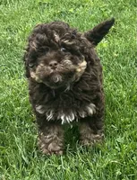 Teddy—micro, a male Miniature Bernedoodle for sale in Wauseon, OH – 3 of 6