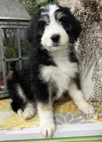 Harry, a male Bernedoodle for sale in Wauseon, OH – 5 of 5