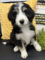 Harry, a male Bernedoodle for sale in Wauseon, OH – 2 of 5