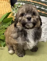 Scooby, a male Shihpoo for sale in Wauseon, OH – 1 of 3