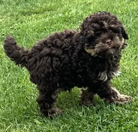 Teddy—micro, a male Miniature Bernedoodle for sale in Wauseon, OH – 4 of 6