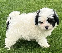 Oreo—micro, a male Miniature Bernedoodle for sale in Wauseon, OH – 3 of 6