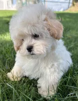 Cheddar, a male Shihpoo for sale in Wauseon, OH – 5 of 5
