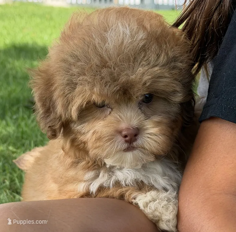 Meatball – Shihpoo puppy for sale in Wauseon, OH