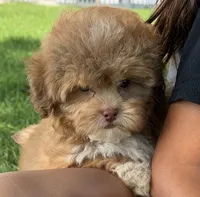 Meatball, a male Shihpoo for sale in Wauseon, OH – 1 of 4