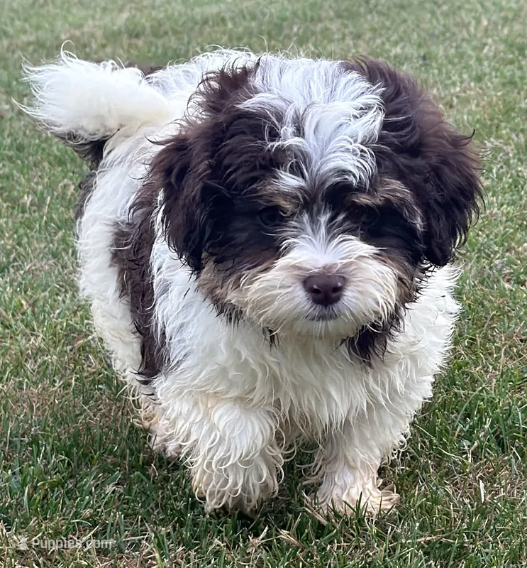 Stanley  – Shihpoo puppy for sale in Wauseon, OH