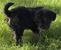 Muffin, a female Yorkipoo for sale in Wauseon, OH – 2 of 4