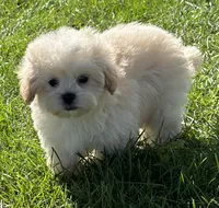 Cheddar, a male Shihpoo for sale in Wauseon, OH – 4 of 5