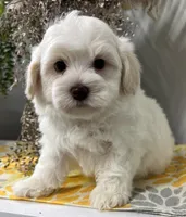 Pongo, a male Havapoo for sale in Wauseon, OH – Photo 2 of 6