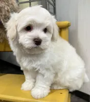 Pongo, a male Havapoo for sale in Wauseon, OH – Photo 3 of 6