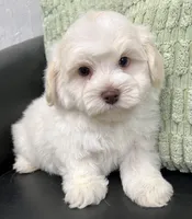 Pongo, a male Havapoo for sale in Wauseon, OH – Photo 6 of 6