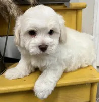 Pongo, a male Havapoo for sale in Wauseon, OH – Photo 5 of 6