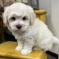 Pongo, a male Havapoo for sale in Wauseon, OH – Photo 4 of 6