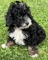 Shadow—micro, a male Miniature Bernedoodle for sale in Wauseon, OH – 5 of 6