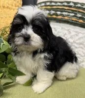 Snoopy, a male Shihpoo for sale in Wauseon, OH – 2 of 3