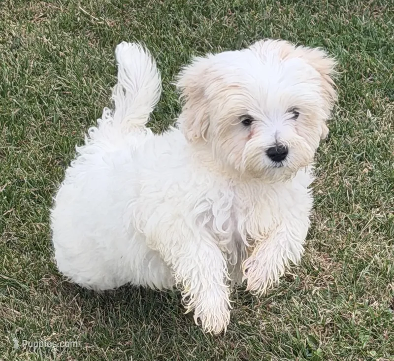 Casper – Maltipoo puppy for sale in Wauseon, OH