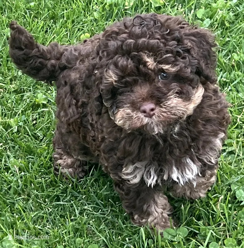 Teddy—micro – Miniature Bernedoodle puppy for sale in Wauseon, OH