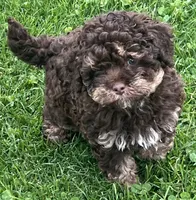 Teddy—micro, a male Miniature Bernedoodle for sale in Wauseon, OH – 1 of 6