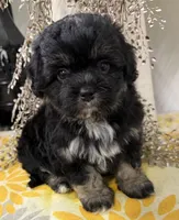 Stitch, a male Shihpoo for sale in Wauseon, OH – 4 of 4