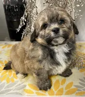 Scooby, a male Shihpoo for sale in Wauseon, OH – 2 of 3